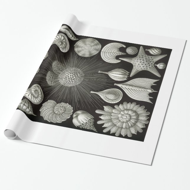 Ernst Haeckel Thalamphora Shells Wrapping Paper (Unrolled)