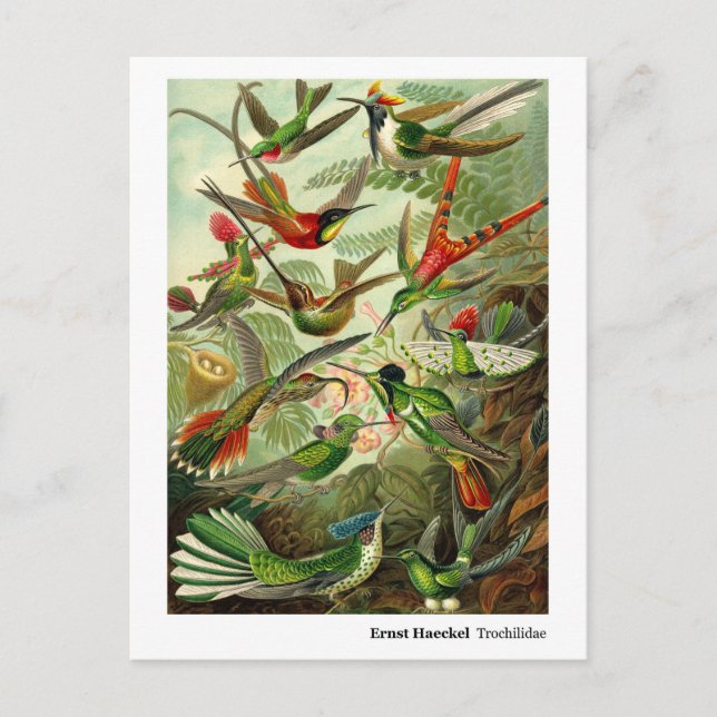 Ernst Haeckel Trochilidae Hummingbirds New Address Announcement Postcard (Front)