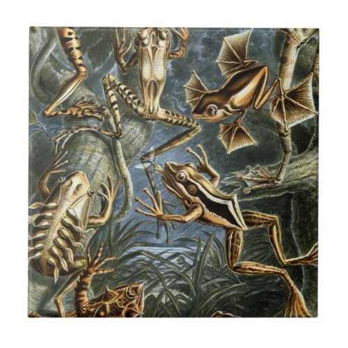 Ernst Haeckel variety of exotic frogsBatrachia Ceramic Tile