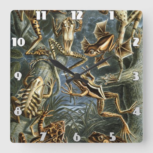 Ernst Haeckel variety of exotic frogsBatrachia  Square Wall Clock
