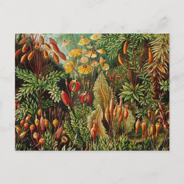 Ernst Haeckel Vintage Botanical Art Postcard (Front)
