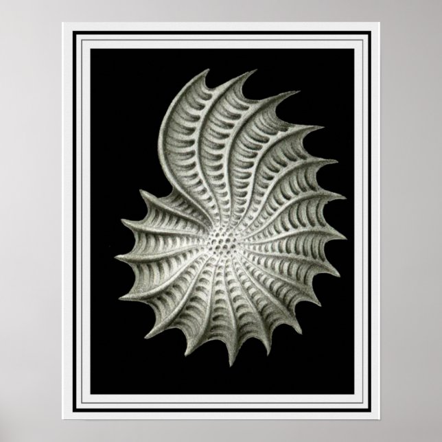 Ernst Haeckel Wall Art 16 x 20 (Front)