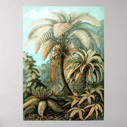 Ernst Haeckels Filicinae Tree Ferns Poster