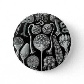 Ernst Haeckel's Mycetozoa Pinback Button