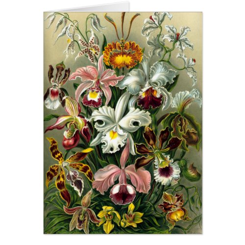 Ernst Haeckels Orchidaceae