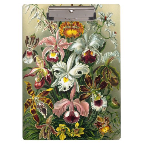 Ernst Haeckels Orchidaceae Clipboard