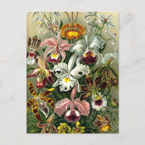 Ernst Haeckels Orchidaceae Postcard