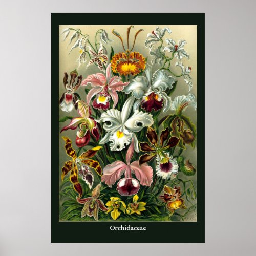 Ernst Haeckels Orchidaceae Poster