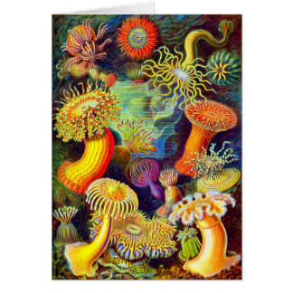Ernst Haeckel's Sea Anemones Cards