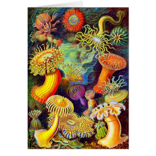 Ernst Haeckel's Sea Anemones Cards (Front)
