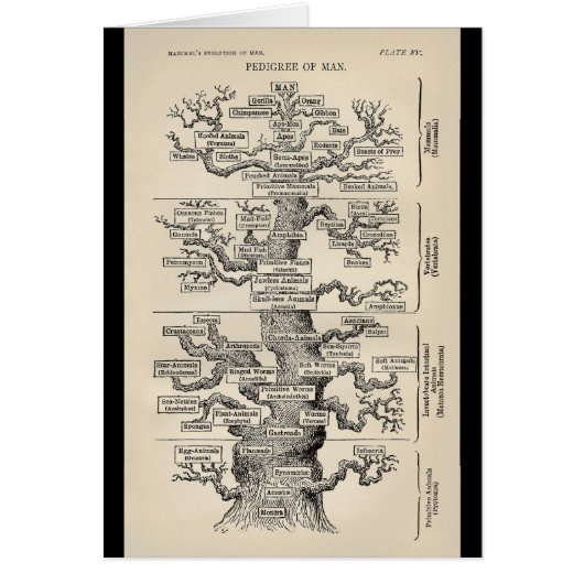 Ernst Haeckel's "tree of life" Cards (Front)