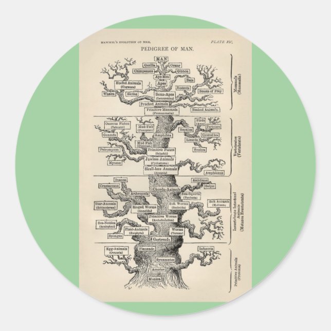 Ernst Haeckel's "tree of life" Classic Round Sticker (Front)
