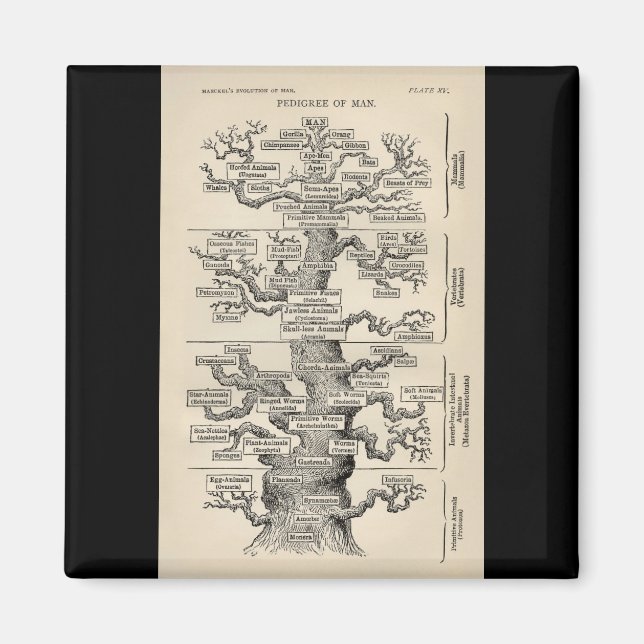 Ernst Haeckel's "tree of life" Magnet (Front)