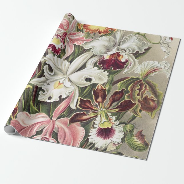 ErnstHaeckel Vintage Botanical Orchid Illustration Wrapping Paper (Unrolled)