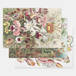 ErnstHaeckel Vintage Botanical Orchid Illustration Wrapping Paper Sheets