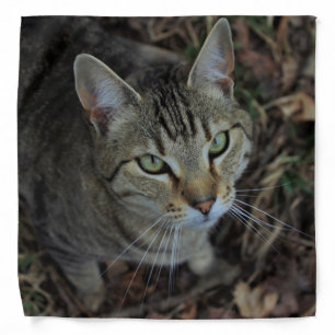 Eros Bandana