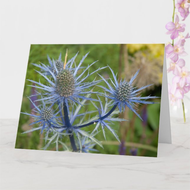 Eryngium Maritimum, Sea Holly Card (Orchid)
