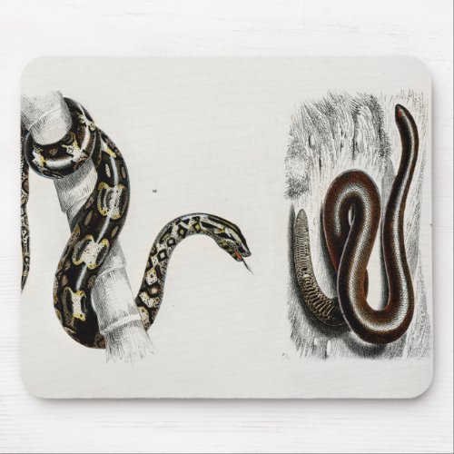 Eryx and the Red_tailed boa illustration Mouse Pad