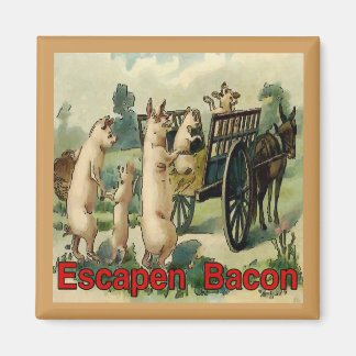 Escaping Bacon, Hogs Magnet