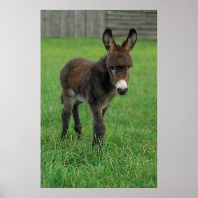 Esel, Zwergesel, in der Koppel, Portraet Poster (Front)