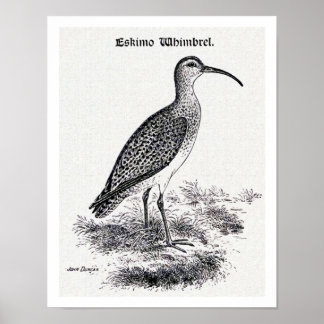 "Eskimo Whimbrel" Vintage Illustration Poster