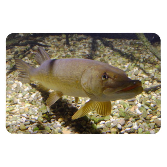 Esox lucius magnet (Horizontal)