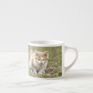 espresso cup Photo cat pet. espresso cup