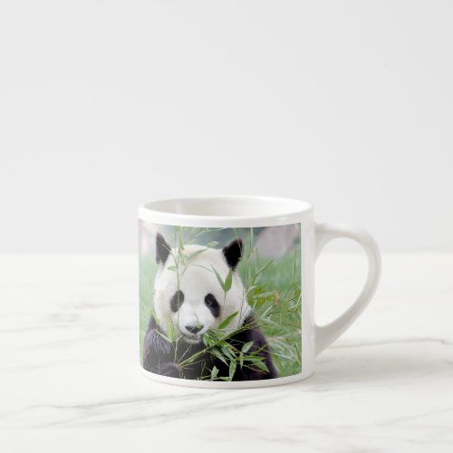 espresso cup Photo giant panda