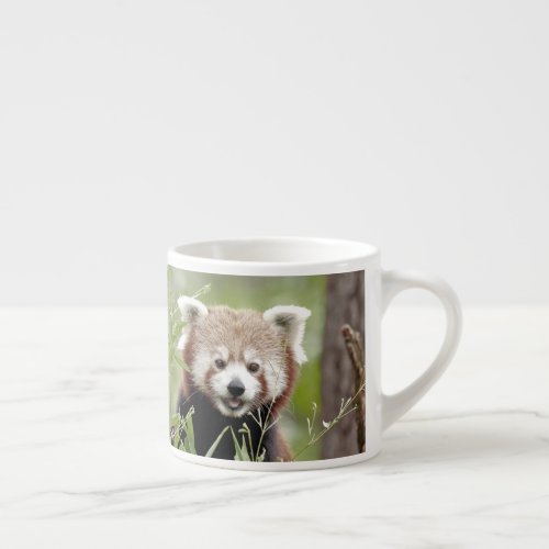 espresso cup Photo red panda