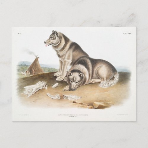 Esquimaux Dog Canis familiaris  of North America Postcard