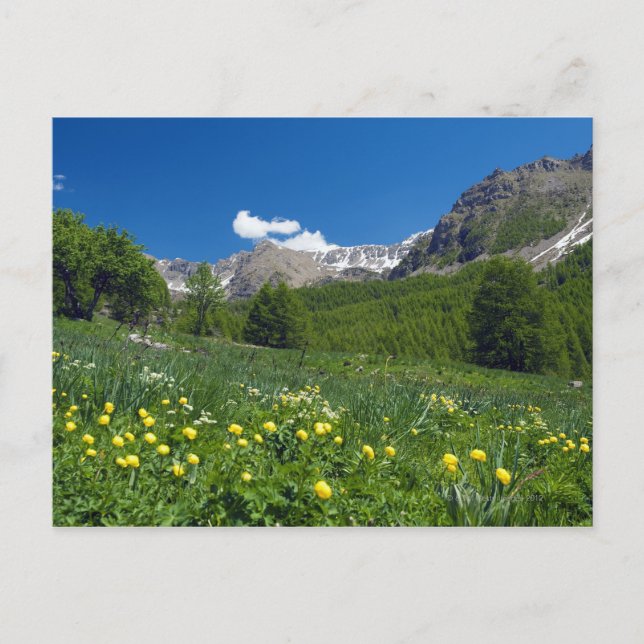 Estenc Valley  in spring French Riviera Postcard (Front)