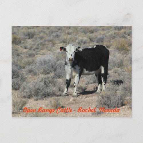 ET Highway Cattle Nevada Postcard