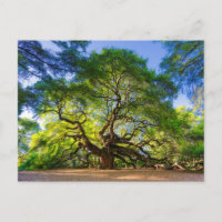 Ethereal Angel Oak Tree
