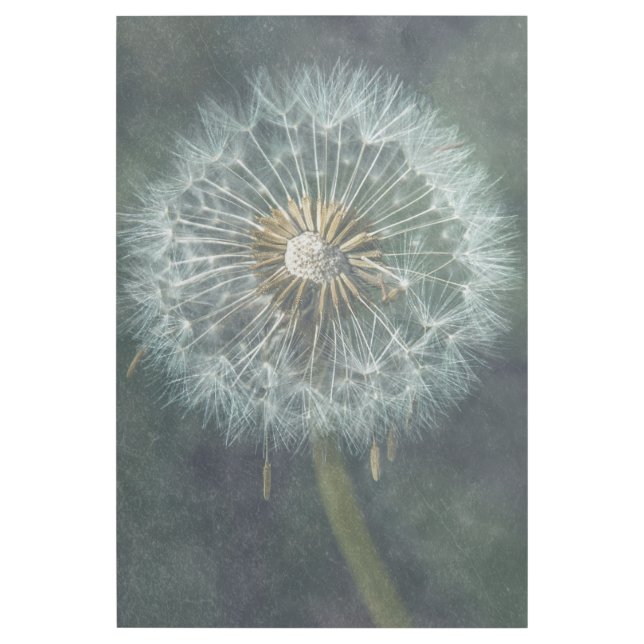 Ethereal Dandelion - Fine Art Print (Front)