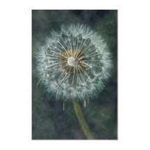 Ethereal Dandelion - Stunning Fine Art Photo