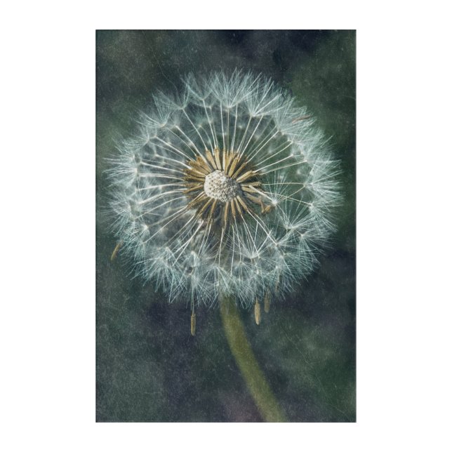 Ethereal Dandelion - Stunning Fine Art Photo (Front)