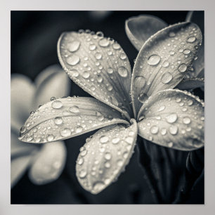 Ethereal Monochromatic Plumeria Macro Photography Poster