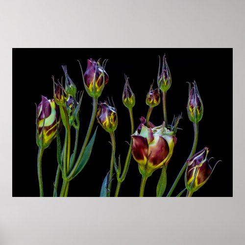 Ethereal Purple Tulips Poster