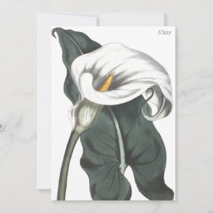 Ethiopian Calla Lily Botanical Illustration Thank You Card