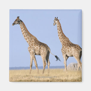 Etosha National Park, Namibia 3 Magnet