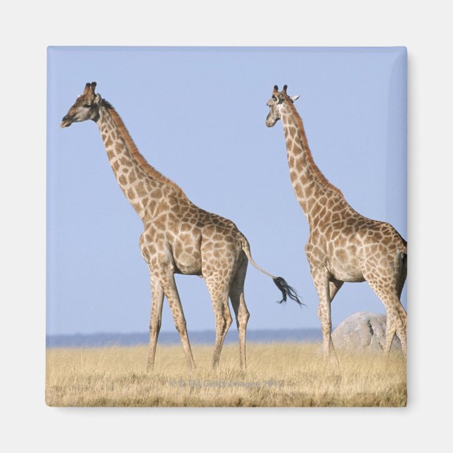 Etosha National Park, Namibia 3 Magnet (Front)