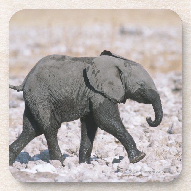 Etosha National Park, Namibia Coaster (Front)