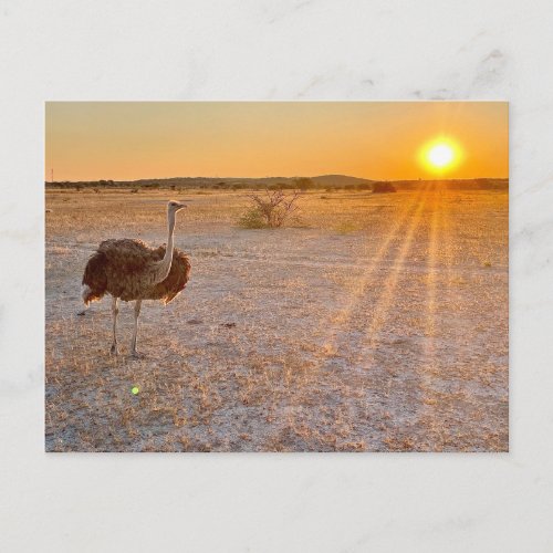 etosha ostrich postcard