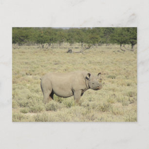 etosha rhinoceros postcard