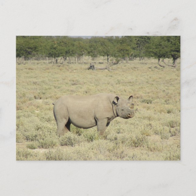 etosha rhinoceros postcard (Front)