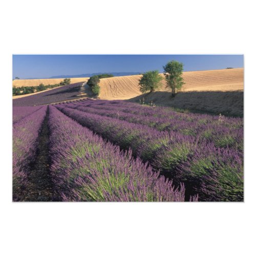 EU France Provence Lavender fields 2 Photo Print