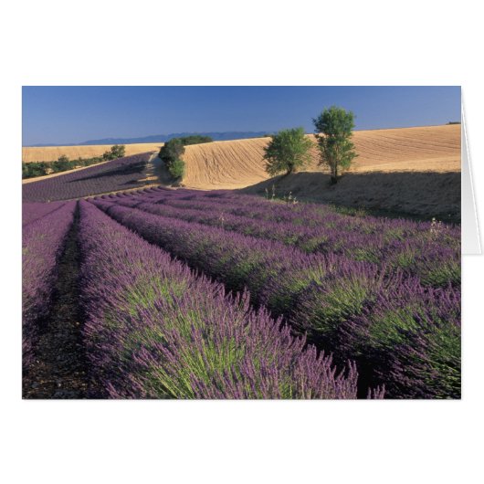 EU, France, Provence, Lavender fields 3 Cards (Front Horizontal)