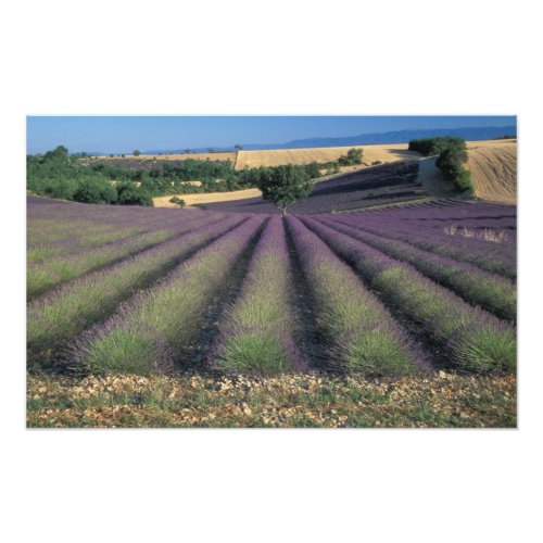 EU France Provence Lavender fields Photo Print