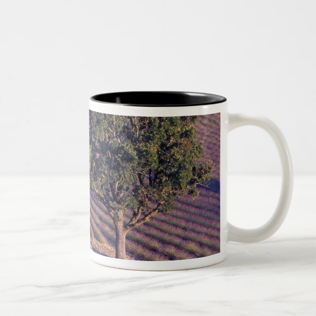 EU, France, Provence, Lavender fields Two-Tone Coffee Mug (Right)