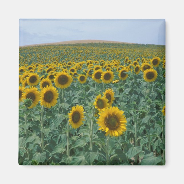 EU, France, Provence, Sunflower field Magnet (Front)